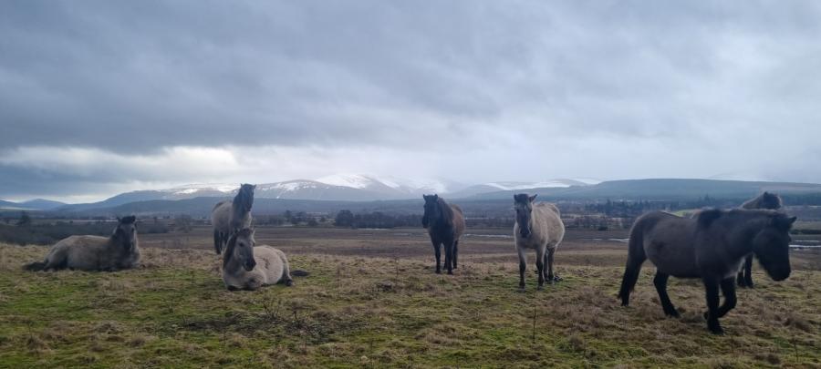Ponies insh