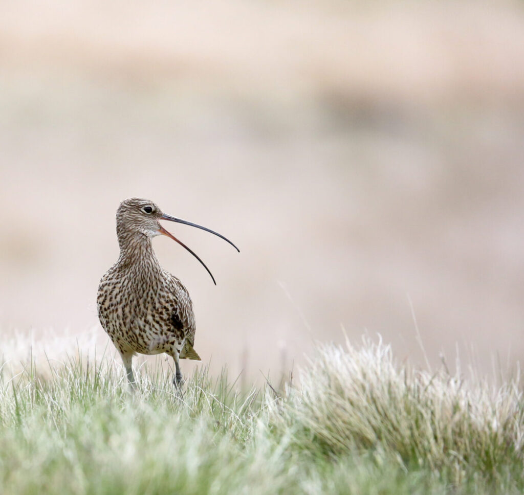 A Eurasian Curlew amongst grass with a blurred background, looking to one side with its bill open.