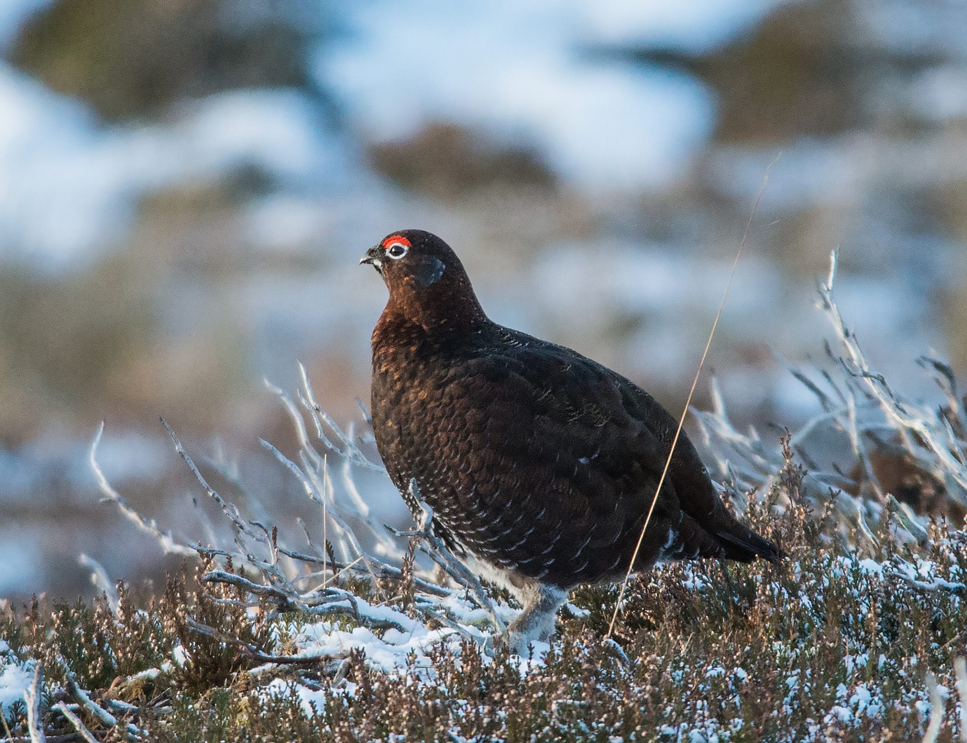 A Red Grouse on snowy ground.
