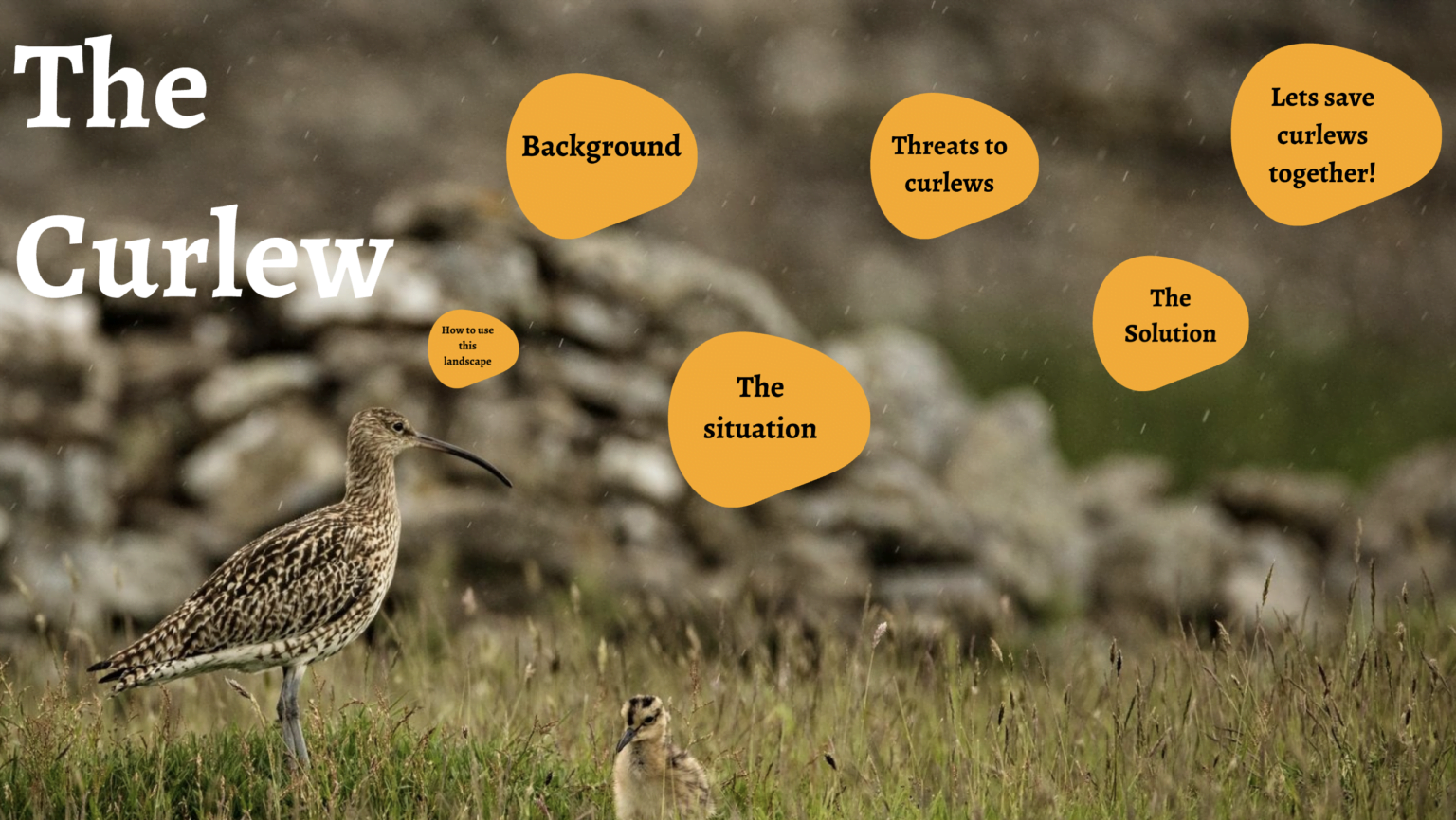 About Curlews Curlew Action