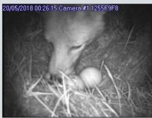 Image shows a fox predating a Curlew nest
