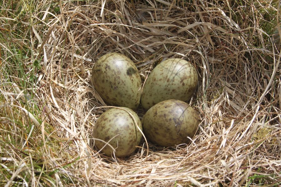Stephen Inglis Nest 3 South Lanarkshire