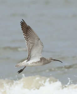 A photograph of a Whimbrel in flight, against water in the background.