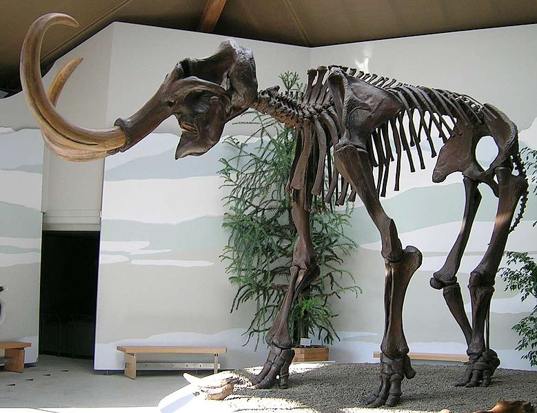 The fossil (or more likely casts of a fossil) skeleton of Woolly Mammoth, on display in a museum.