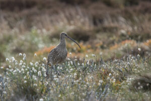 Eurasian Curlew in Cotton-grass. 