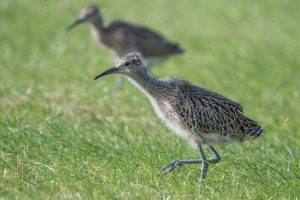 Image shows two young Curlew chicks in a field