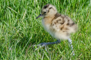 A photo of a small Curlew chick walking through short grass.
