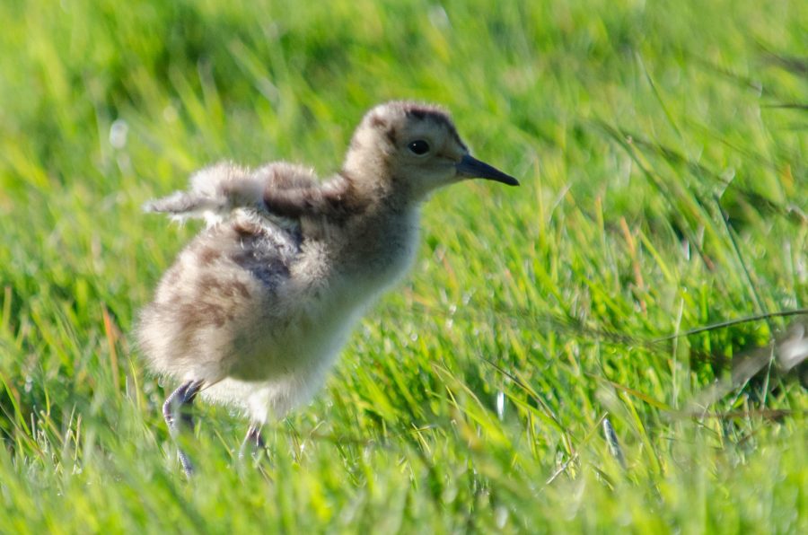 Tim Melling curlew chick