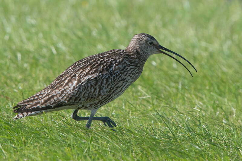 Tim Melling Curlew In Grass2