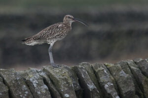 Tim Melling - curlew on wall