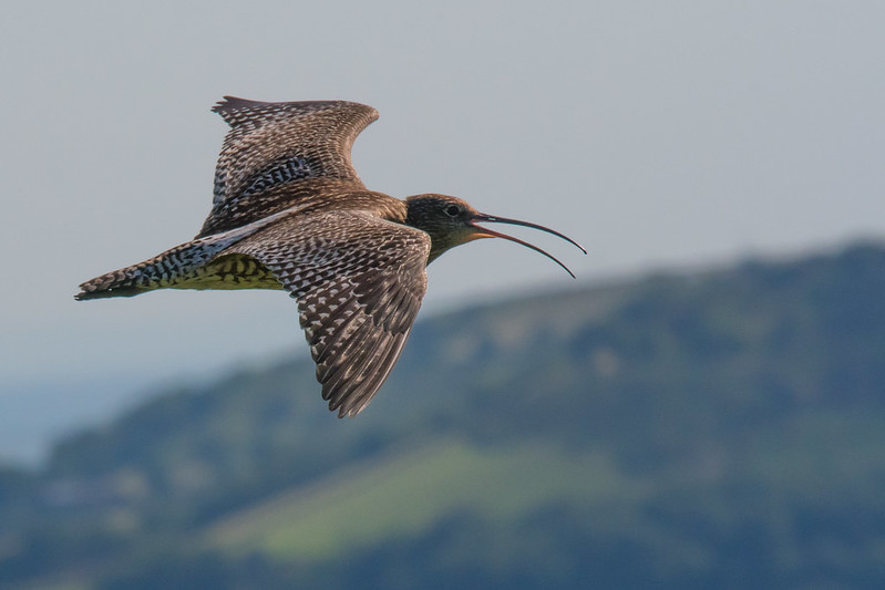Tim Melling - flying curlew