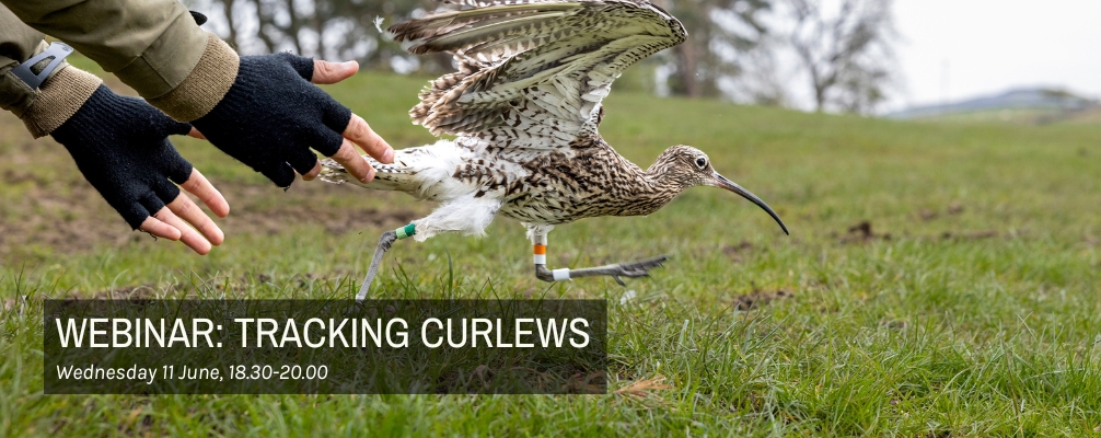 A Curlew being released, with information about the Tracking Curlews webinar (Wednesday 11 June, 18.30-20.00)