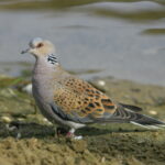 A European Turtle Dove standing on the ground.