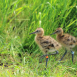 Two Black-tailed Godwit chicks with coloured rings on their upper legs (one bird's ring is orange, the other is light blue), amongst grass.