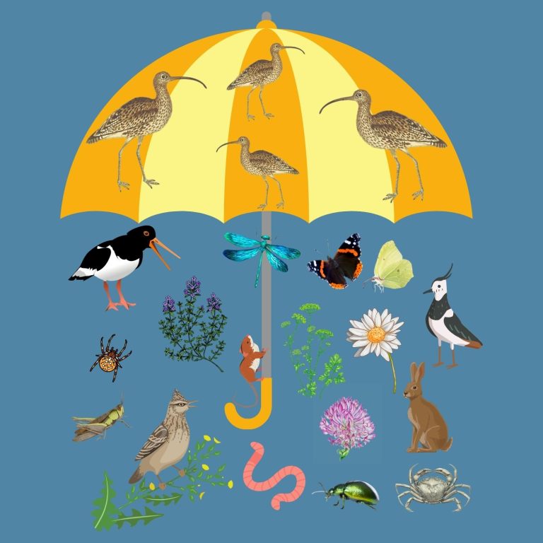 Umbrella species why saving curlew helps more than curlew Curlew Action