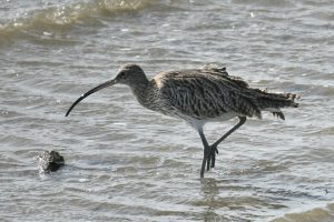 Vlieland Curlew
