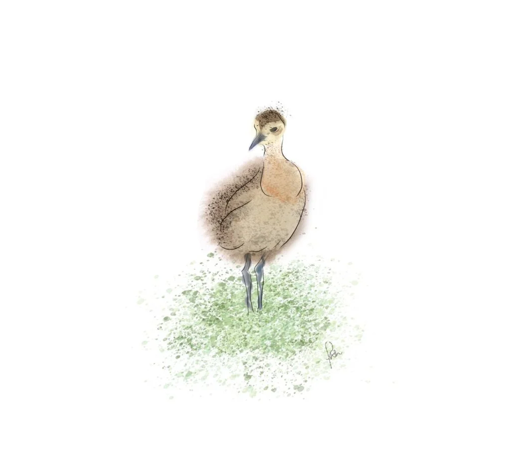 Young curlew freja hunt