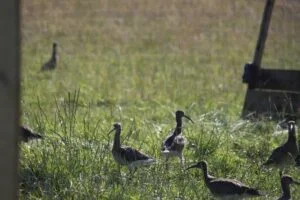 Young curlews
