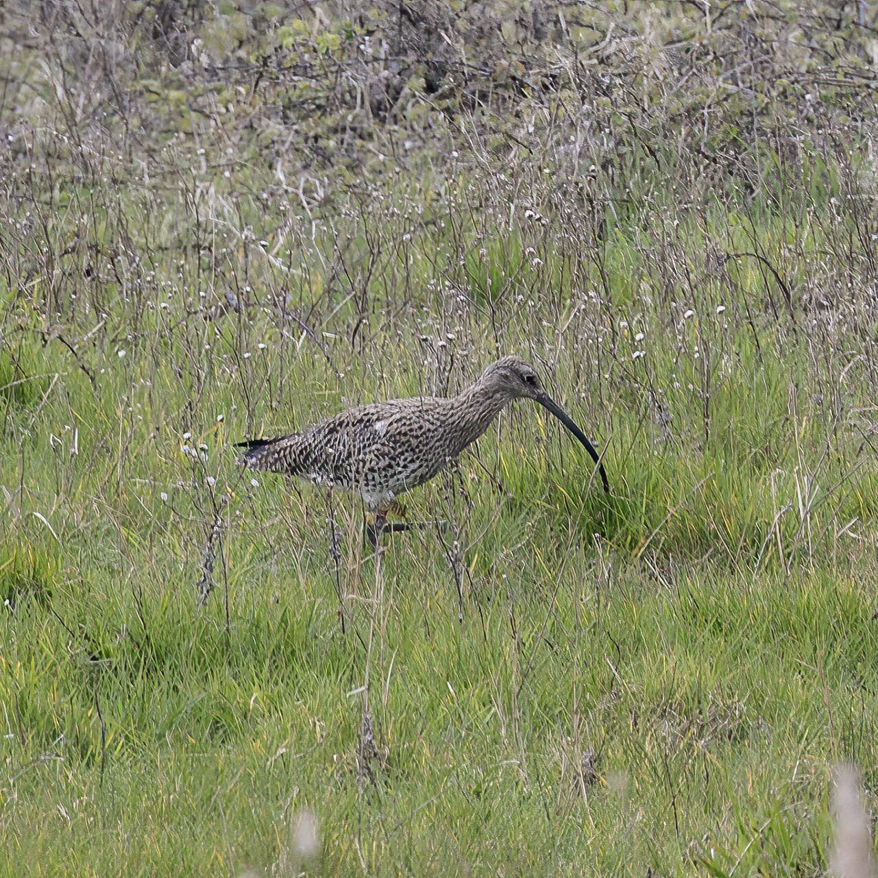 A photo of a Curlew amongst grass.