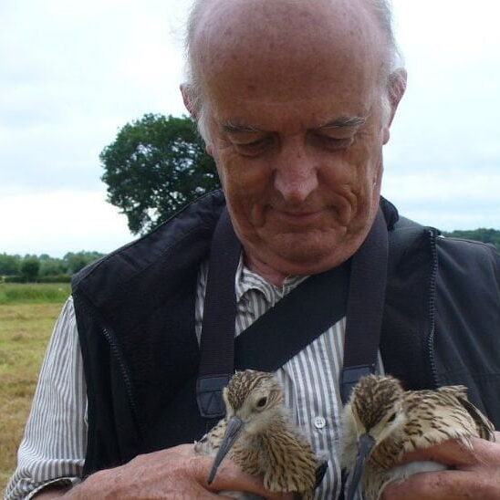 Mike & Young Curlews