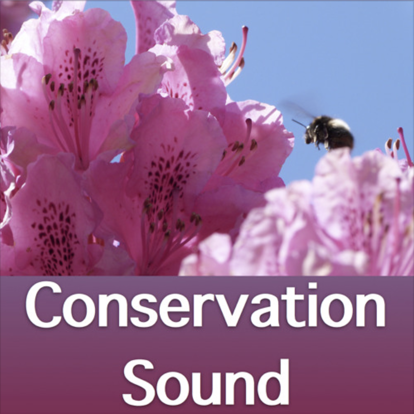 Conservation Sound podcast logo featuring a bumblebee visiting a pink flower.