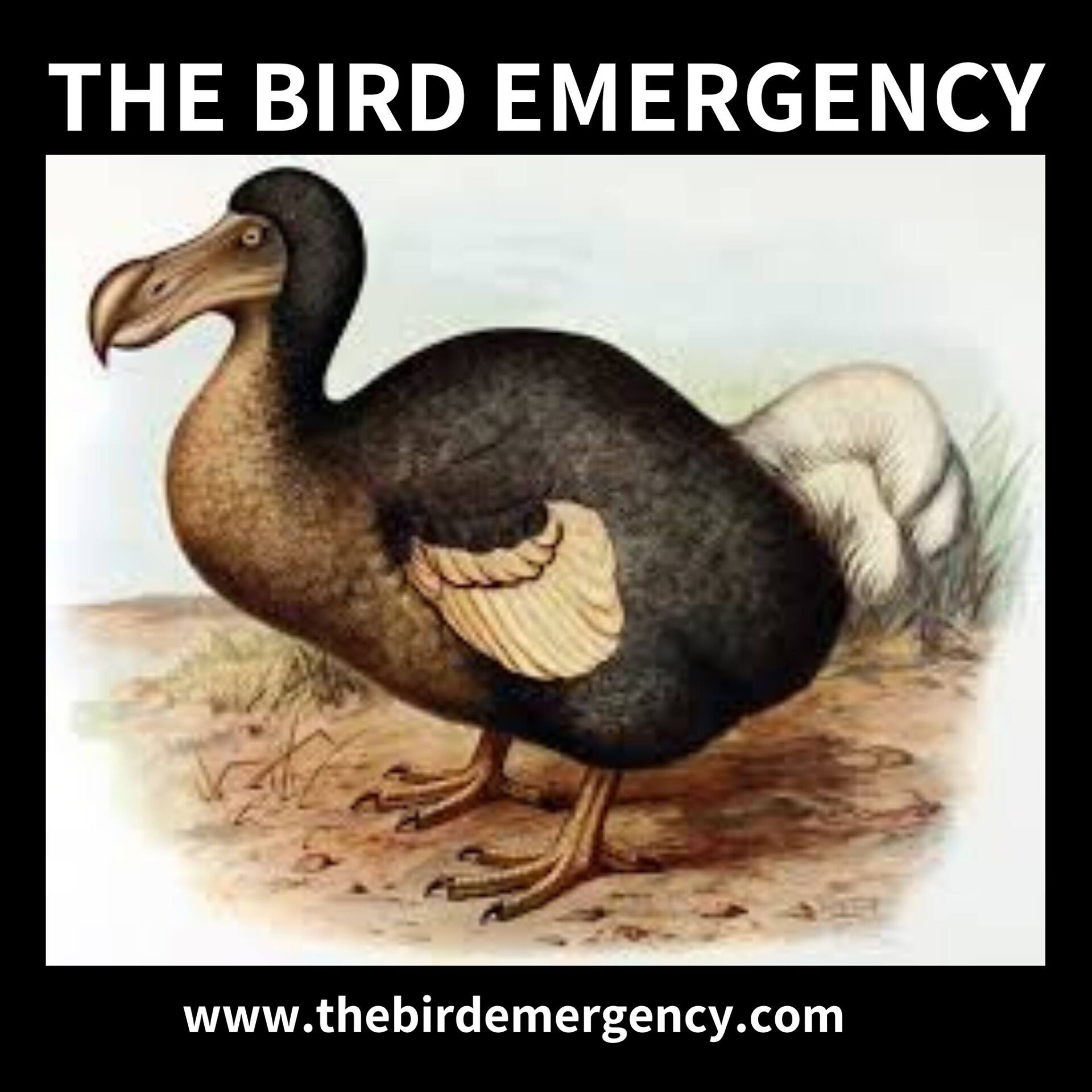 The Bird Emergency podcast logo, featuring a dodo and the website of the podcast