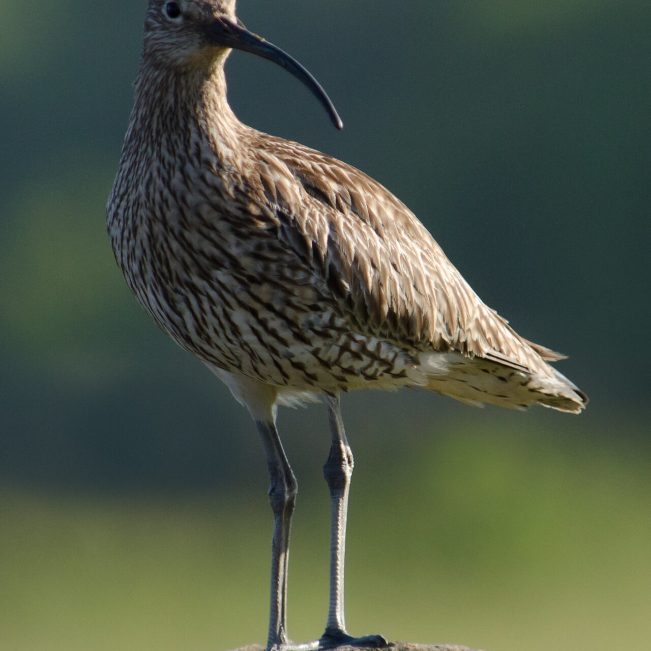Tim Melling Curlew On Rock