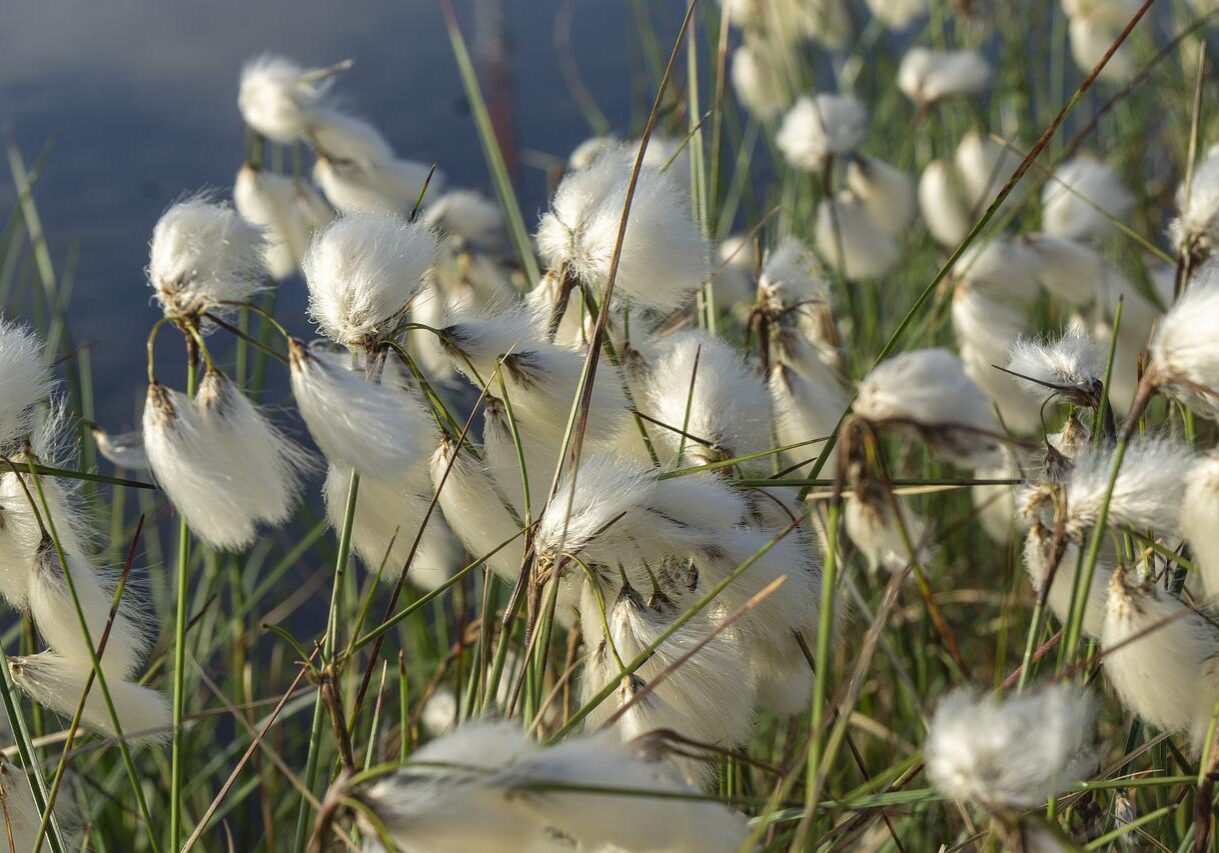 cotton grass, moor, blossom-4364882.jpg