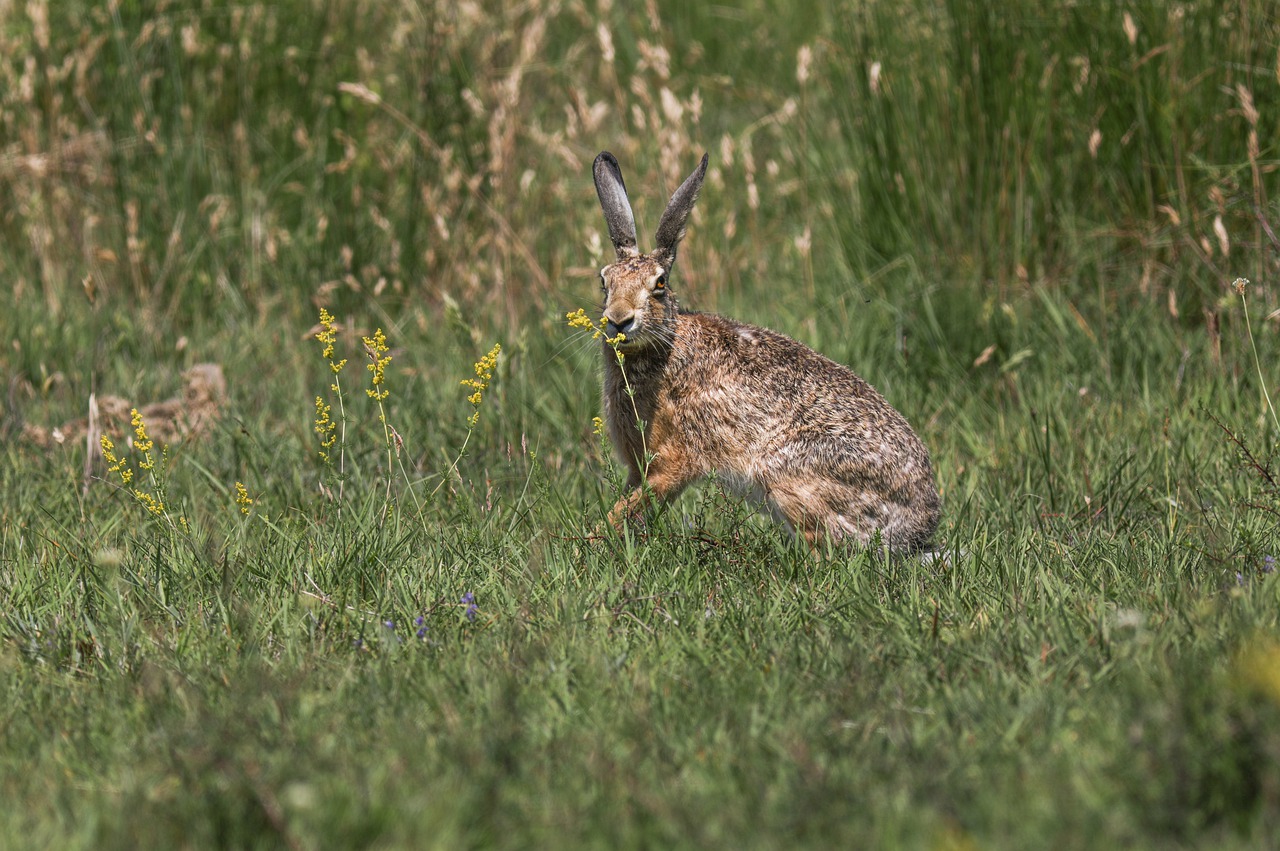 brown hare, european hare, rabbit-7250329.jpg
