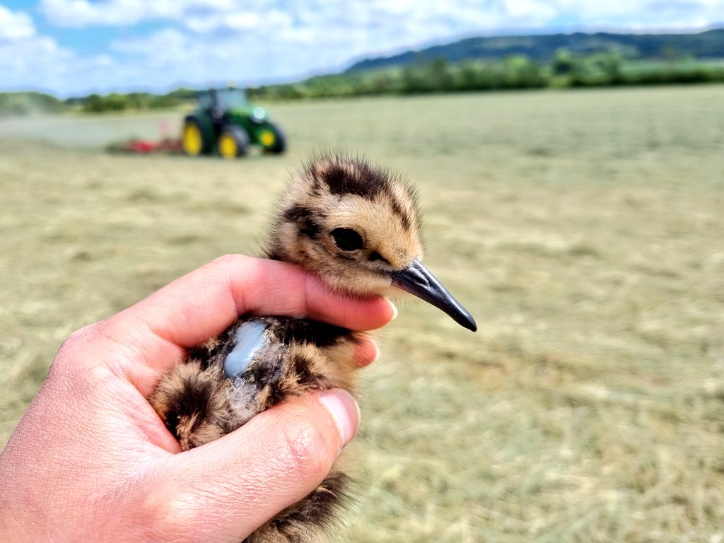 Image shows a Curlew chick being held with a tractor in the background