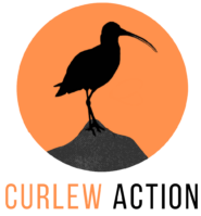 Curlew Action