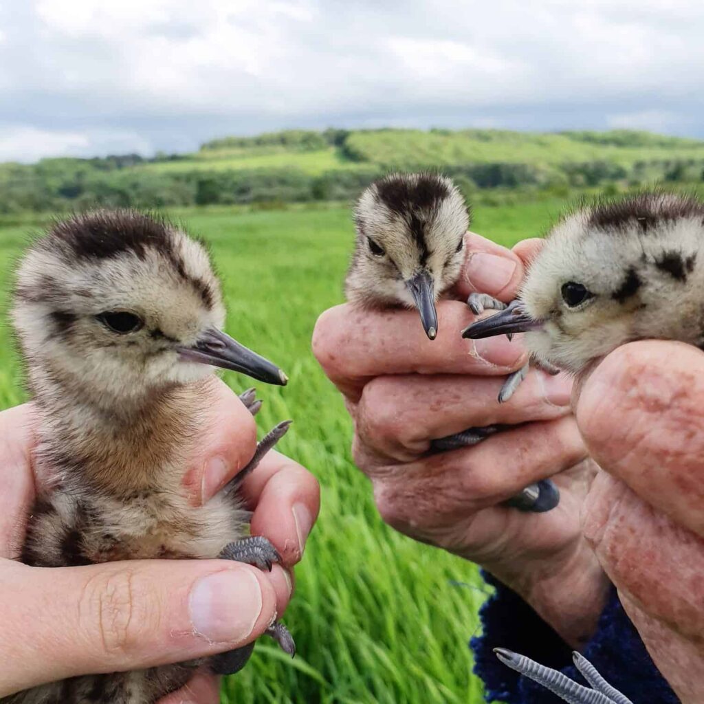 curlew chicks in hand