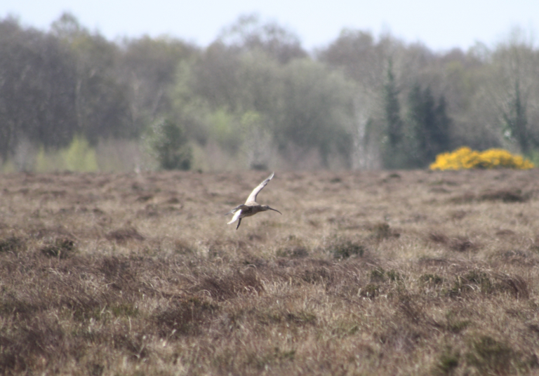 Curlew flying over Irish bog.