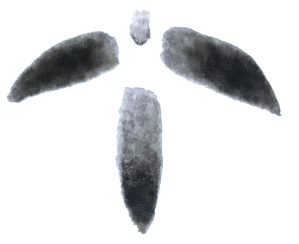 Curlew Footprint