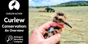Curlews web