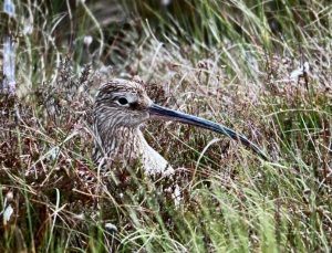 Eac84fff 9078 408c a2e8 6c835780747f