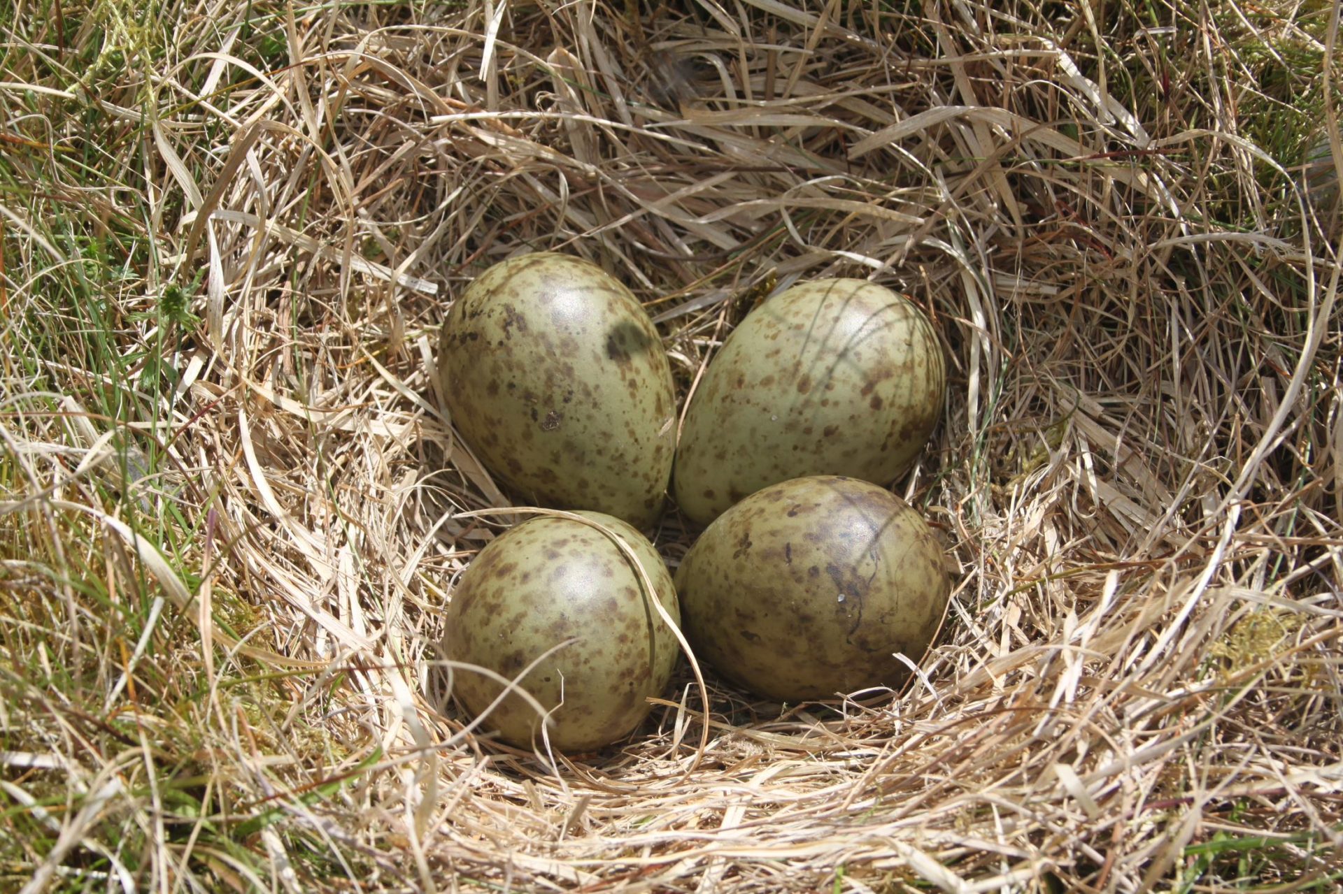 eggs Image shows four Curlew eggs in a nest