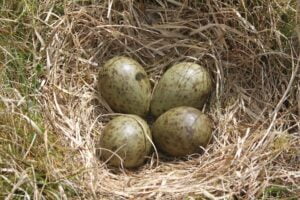 A photo of four Curlew eggs in a nest.