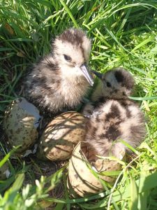 Germay chick