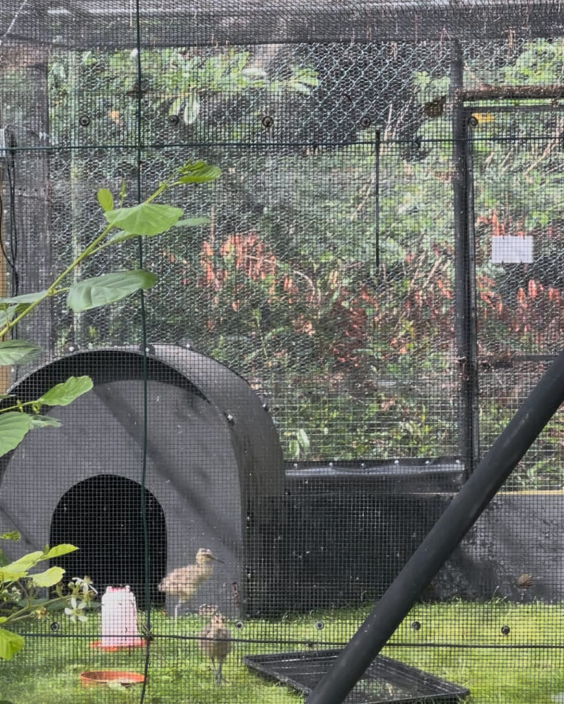 A photo of an enclosure with Curlew chicks.