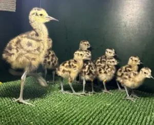 Peter Smith Charitable Trust for Nature