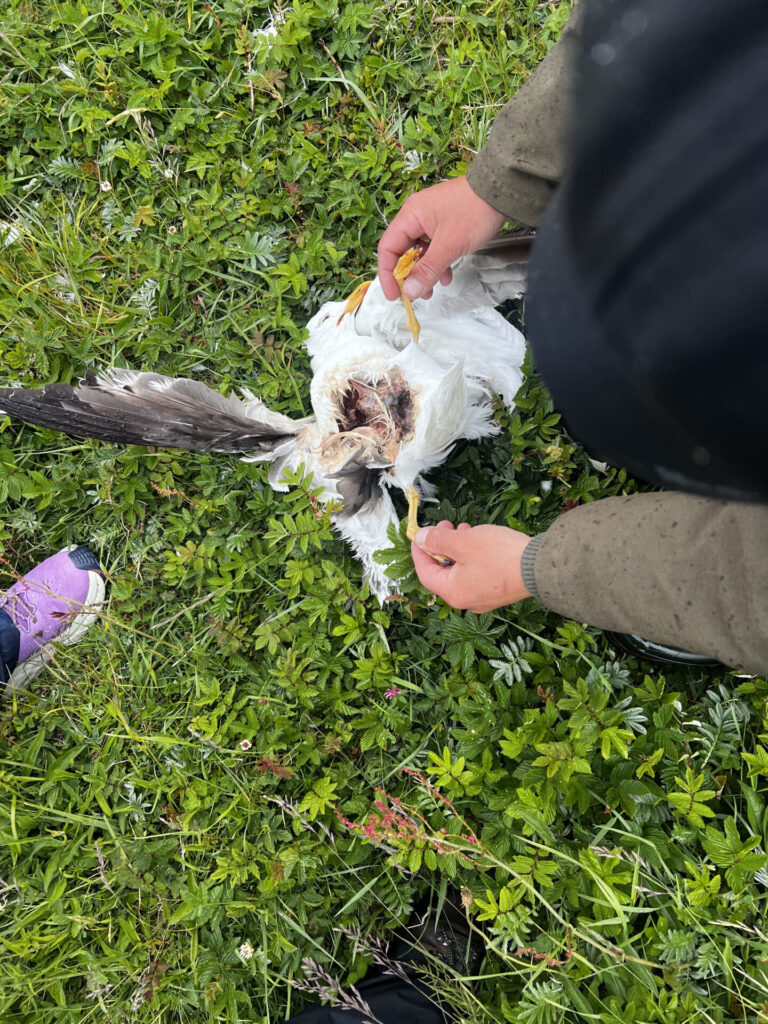 Predated gull