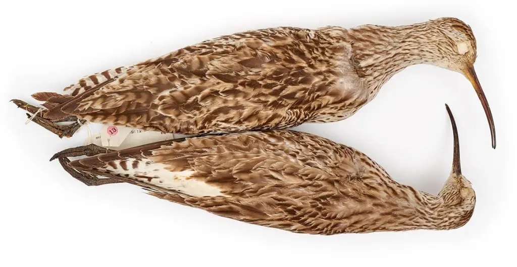 Slender billed curlew museum 1.jpg.thumb .1920.1920 1 1024x530